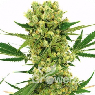 Amnesia Haze Auto Fem.