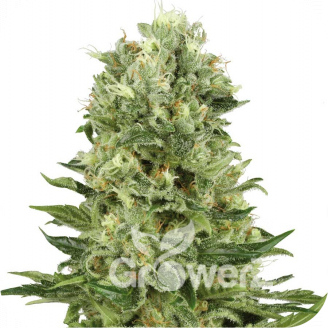 Blue Candy Auto Fem.