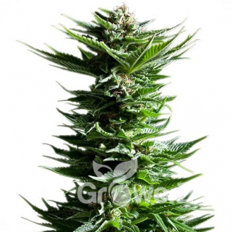 Power Flower Auto Fem.