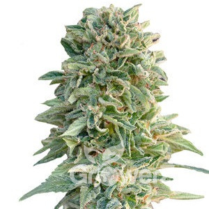 Jack Herer Auto Fem.