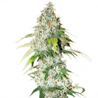 L.Ghost OG Auto Fem.