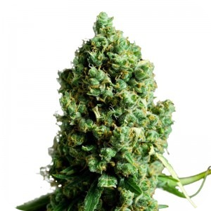 Купить семена марихуаны King Kush Auto Fem. Купить семена марихуаны King Kush Auto Fem.