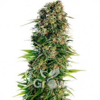 Hindy Kush Auto Fem.