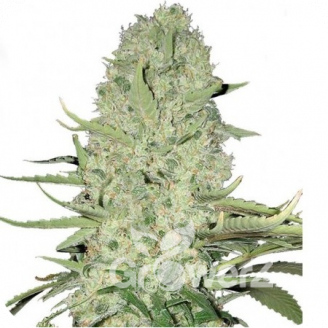 Mexican Kush Auto Fem.