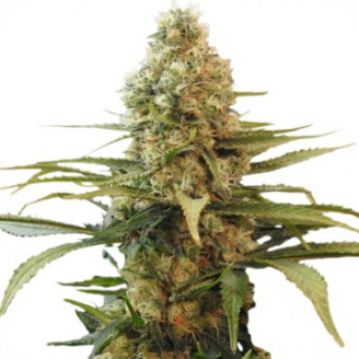 Купить семена марихуаны Chronic Auto Fem. Купить семена марихуаны Chronic Auto Fem.