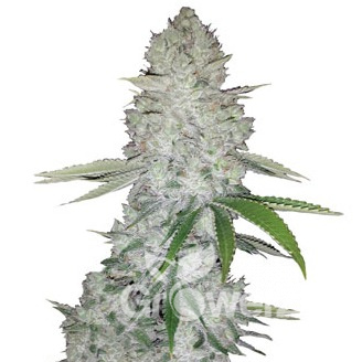 Gorilla Glue Auto Fem.