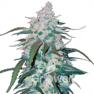 Pineapple Express Auto Fem.