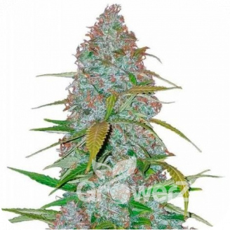 Californian Snow Auto Fem.