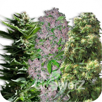 Sativa Mix #1 Auto Fem.