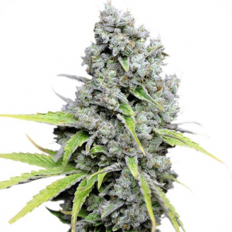 Купить семена марихуаны Super Skunk Fem. Купить семена марихуаны Super Skunk Fem.