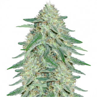 Купить семена марихуаны Black Domina Fem. Купить семена марихуаны Black Domina Fem.