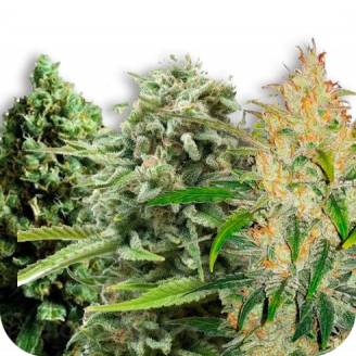 Купить семена марихуаны Indica Mix #2 Auto Fem. Купить семена марихуаны Indica Mix #2 Auto Fem.