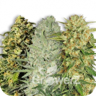 Sativa Mix #3 Auto Fem.