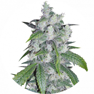 Купить семена марихуаны Bruce Banner Auto Fem. Купить семена марихуаны Bruce Banner Auto Fem.