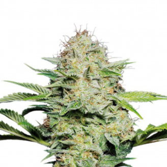 Купить семена марихуаны Super Lemon Haze Auto Fem. Купить семена марихуаны Super Lemon Haze Auto Fem.