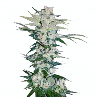 Sour Diesel Auto Fem.