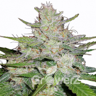 Think Different Auto Fem.