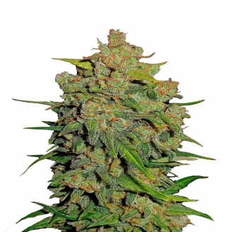 Купить семена марихуаны Lemon AK Auto Fem. Купить семена марихуаны Lemon AK Auto Fem.