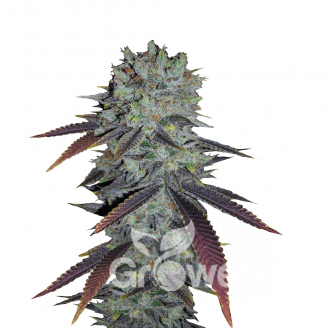 Fastberry Auto Fem.