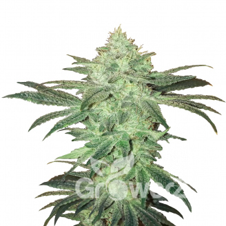Stardawg Auto Fem.