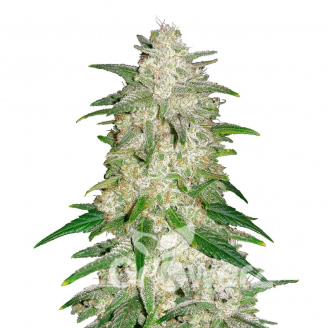 Forbidden Runtz Auto Fem.