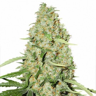 Купить семена марихуаны Astral Auto Fem. Купить семена марихуаны Astral Auto Fem.