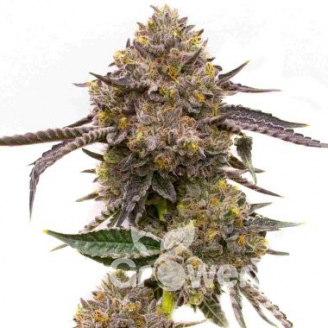 Quarter Pounder Auto Fem.