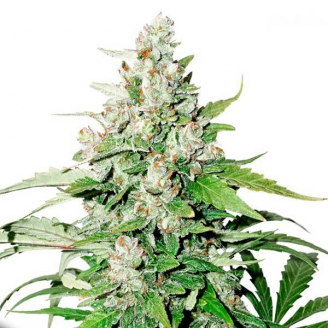 Купить семена марихуаны Cinderella Auto Fem. Купить семена марихуаны Cinderella Auto Fem.