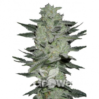 Black Herer Auto Fem.