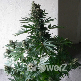 White Widow Auto Fem.