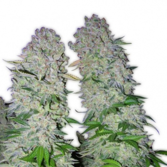 Купить семена марихуаны AK 47 Auto Fem. Купить семена марихуаны AK 47 Auto Fem.