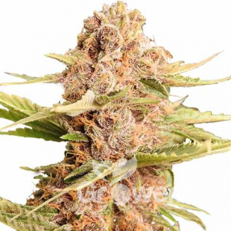 Lemon Cookies Auto Fem.