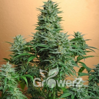 Papaya Cookies Auto Fem.