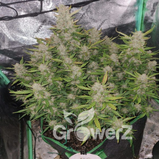 Guava Auto Fem.