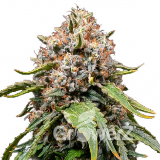 White Widow XL Auto Fem.