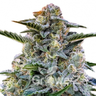 Bruce Banner # Auto Fem.