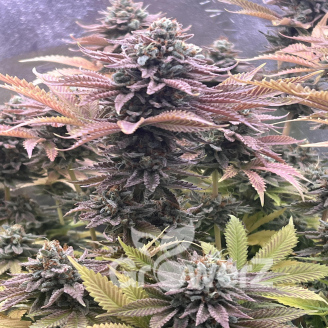 Orange Creampop Fem.