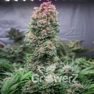 Gorilla Glue #4 Fem.