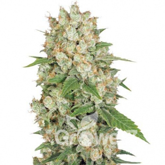 AK 47 Fem.