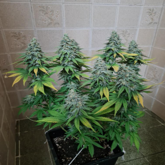 AK 47 Fem.