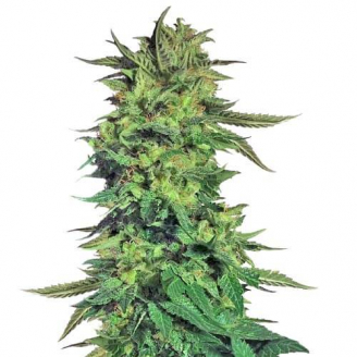 Купить семена марихуаны Future #1 Fem. Купить семена марихуаны Future #1 Fem.