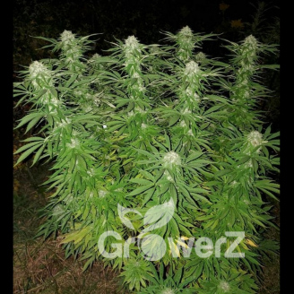 Afghan Original Fem.