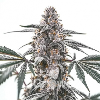 Black Widow Auto Fem.