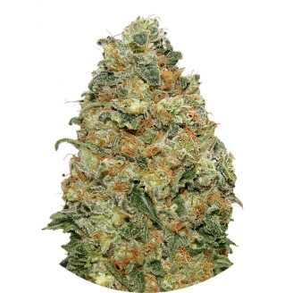 Купить семена марихуаны White Widow Fem. Купить семена марихуаны White Widow Fem.