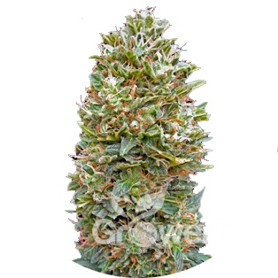 Bubble Gum Auto Fem.