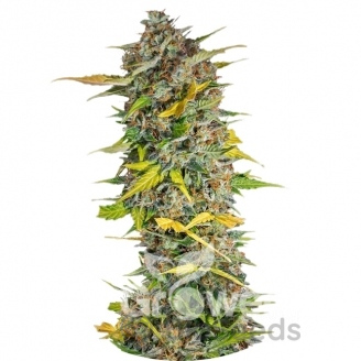 Cream Mandarine Auto Fem.