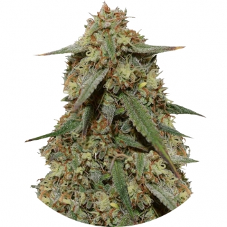 Купить семена марихуаны Girl Scout Cookies Fem. Купить семена марихуаны Girl Scout Cookies Fem.