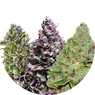 Купить семена марихуаны Indica Mix #1 Auto Fem. Купить семена марихуаны Indica Mix #1 Auto Fem.