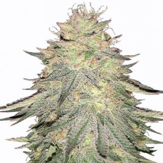 Купить семена марихуаны Dos-Wi-Dos Auto Fem. Купить семена марихуаны Dos-Wi-Dos Auto Fem.