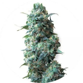 Купить семена марихуаны Gagarin Auto Fem. Купить семена марихуаны Gagarin Auto Fem.